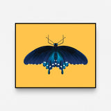 Pipevine Swallowtail Print