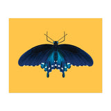 Pipevine Swallowtail Print