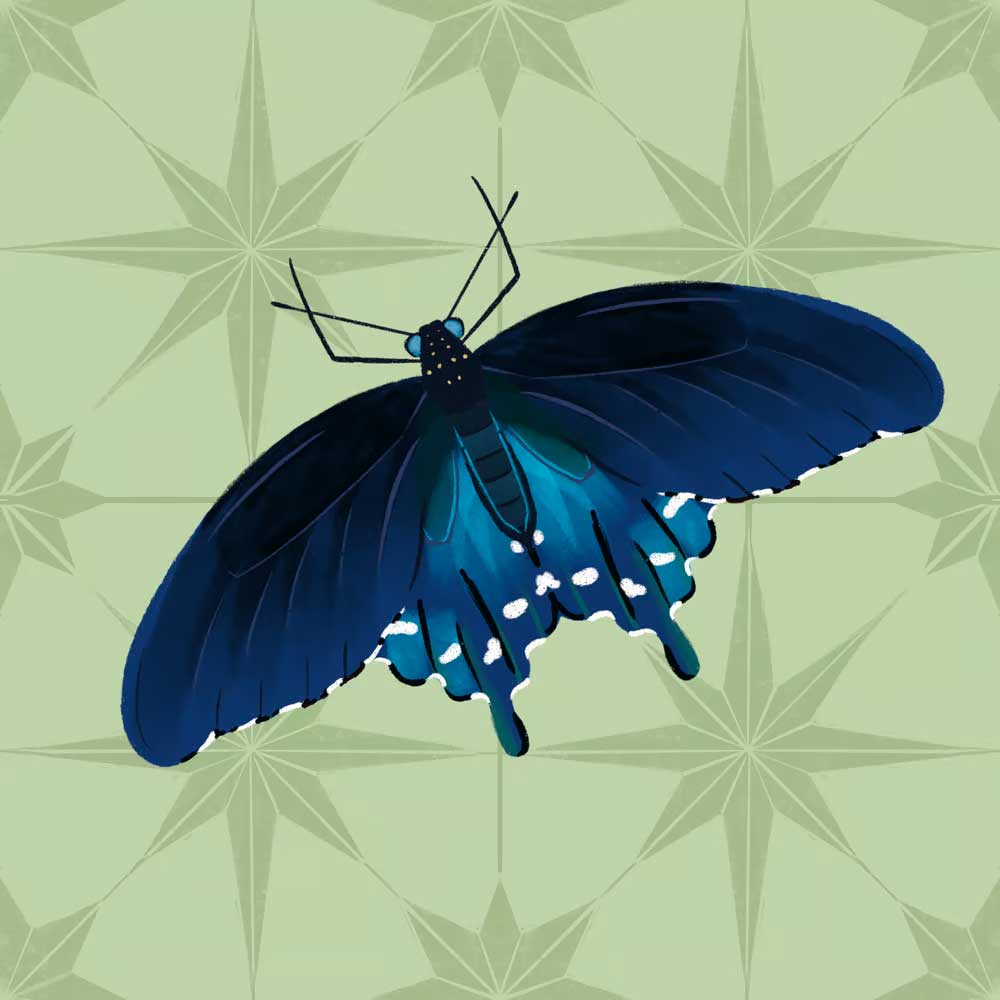 Painterly illustration of a blue Pipevine Swallowtail butterfly sitting on green Moroccan tile