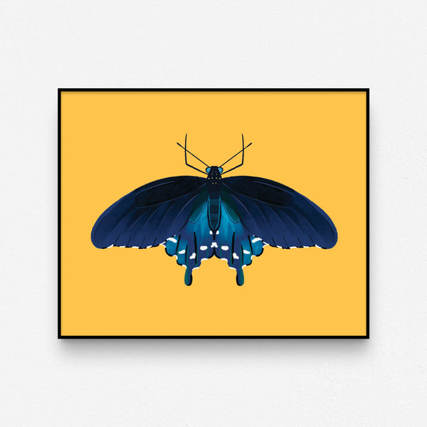 Pipevine Swallowtail Print – Jacalac