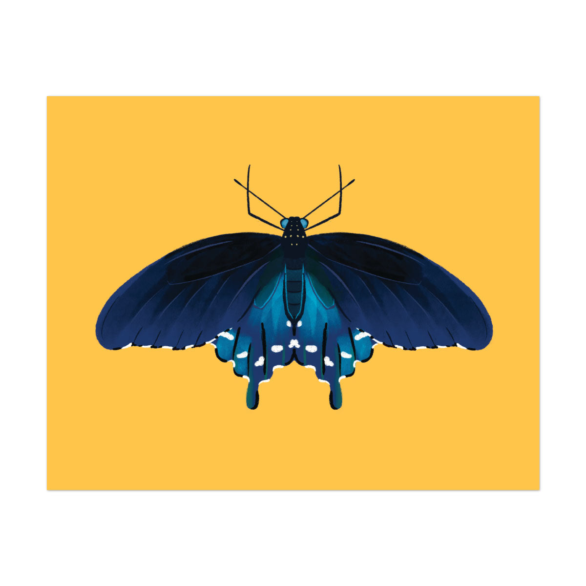版画 SWALLOWTAIL BUTTERFLY 2735050.jpg